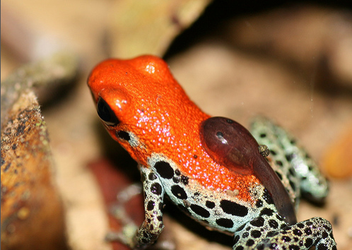The Strawberry Frog's Duty