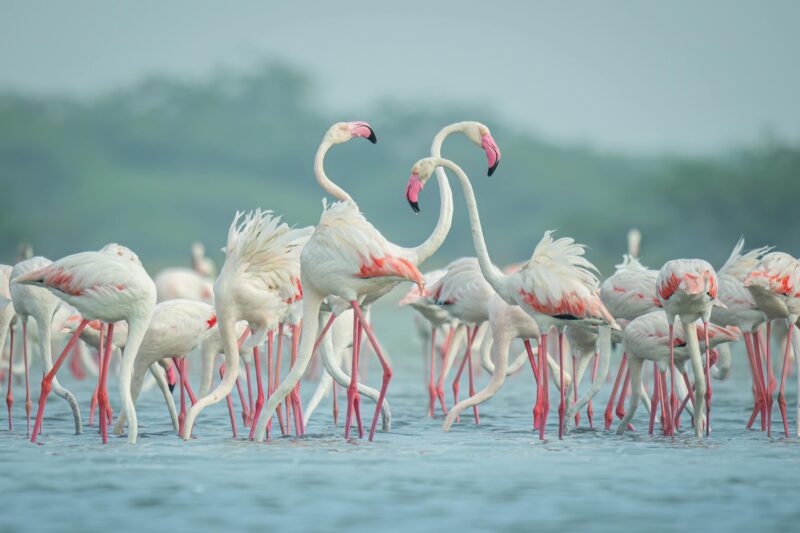 Flamingo migration
